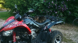 Quad occasion : ARCTIC CAT XC 450 